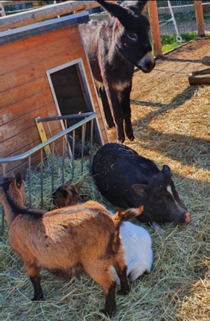 Mini Educational Farm Du Centre Équestre De Bry Sur Marne 2