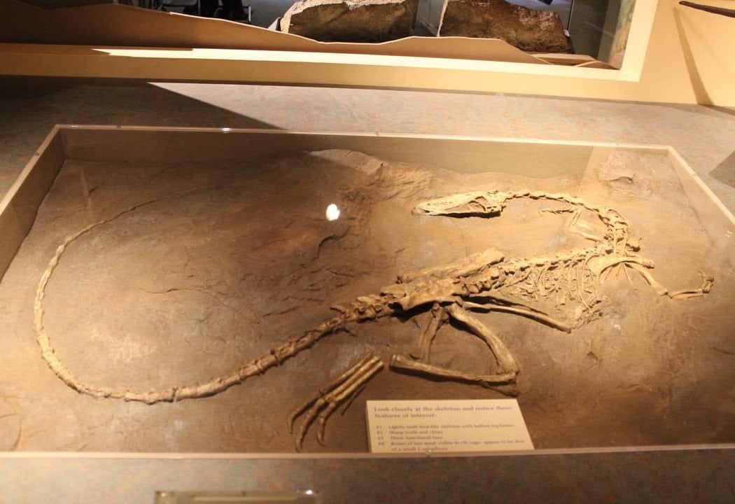 Dinosaur State Park 3