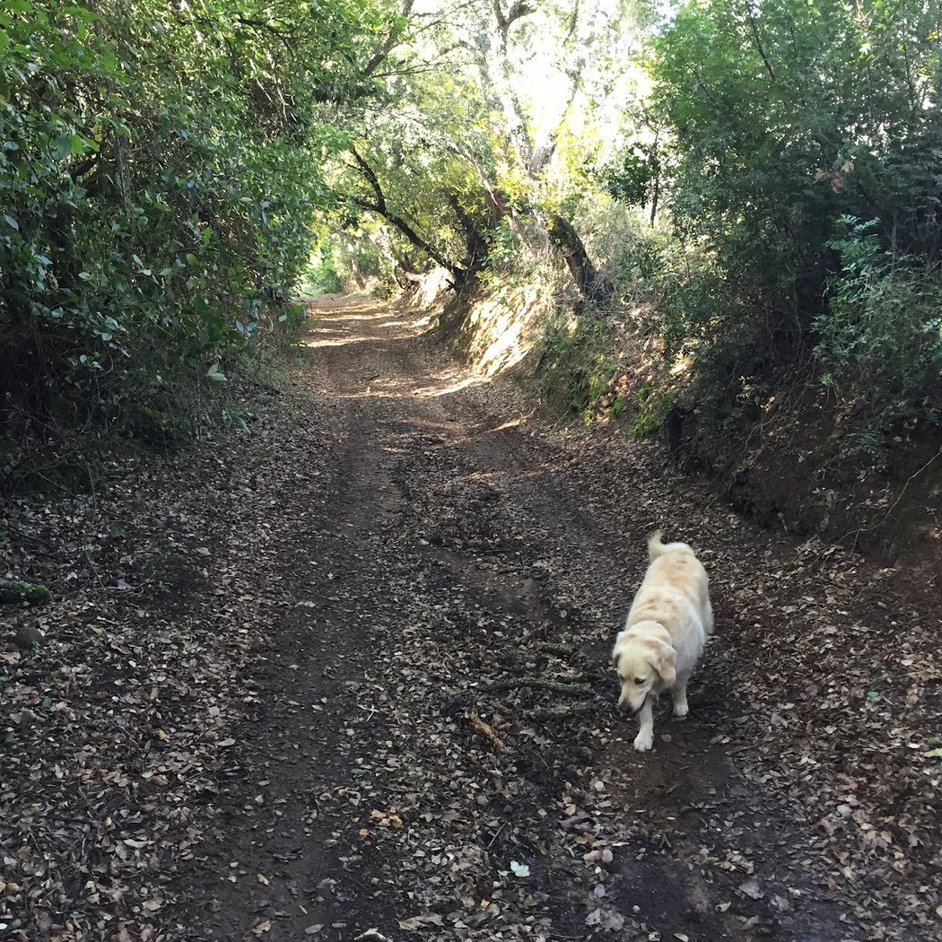 Vereda de Constantina. Camino del Tunel 4