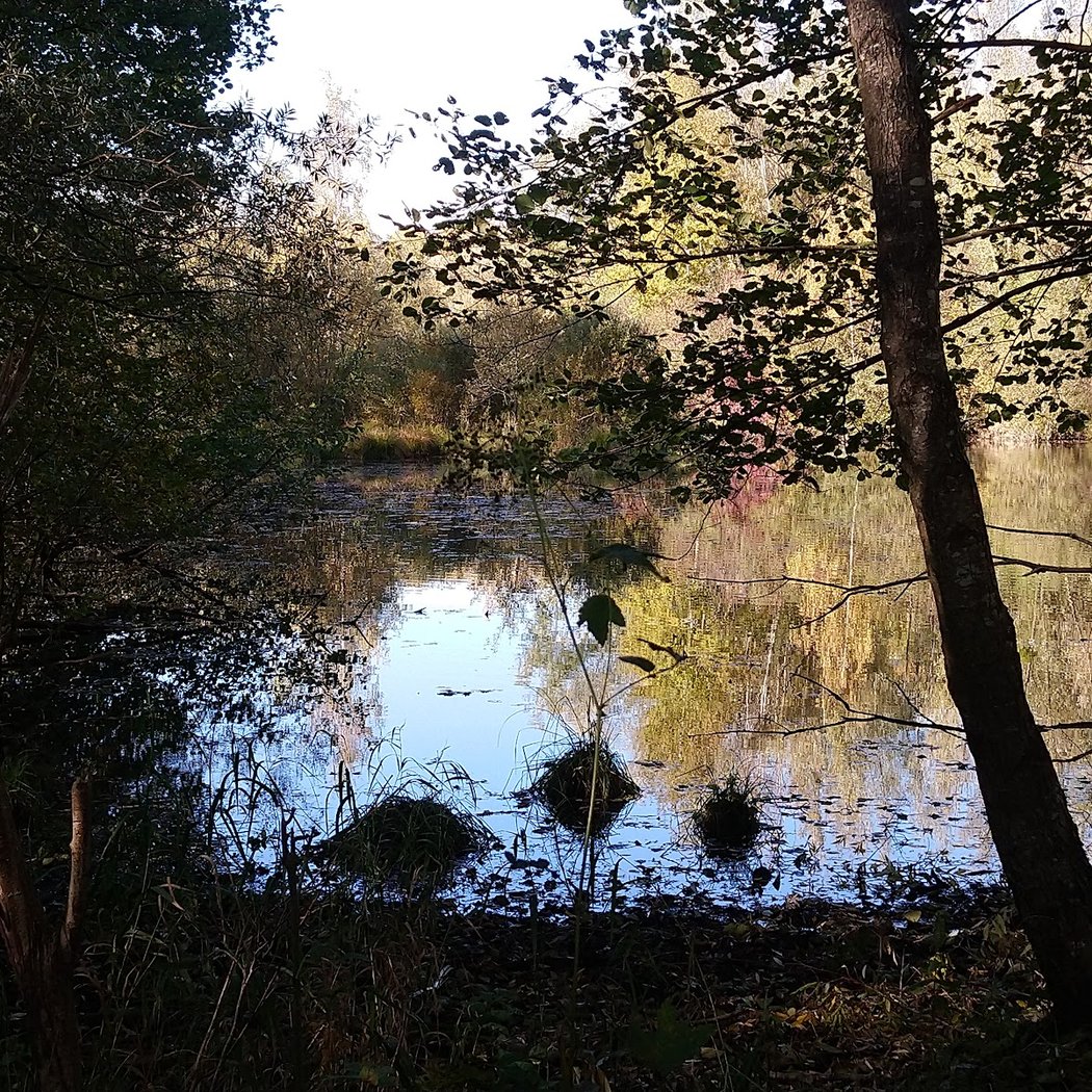 Sentier de la rainette 1