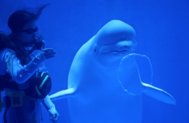 Harbin Polarland 3