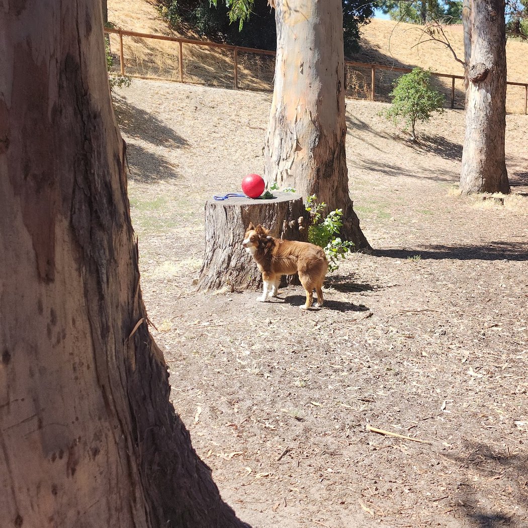 Dog park 1