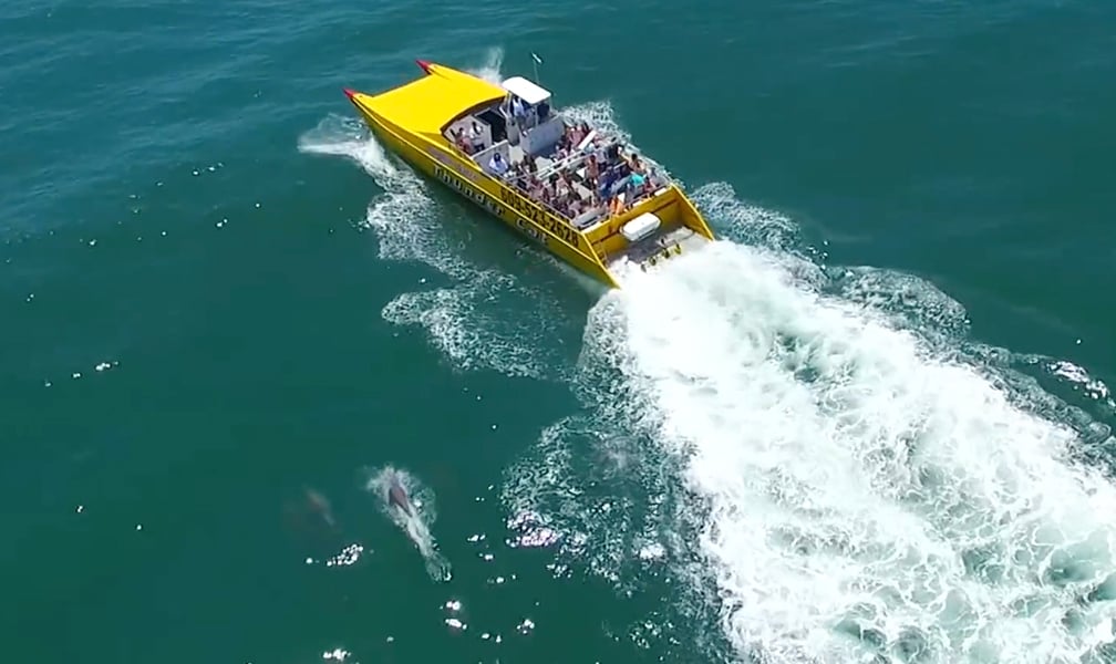 Thunder Cat Dolphin Watch & Speedboat Tours 1
