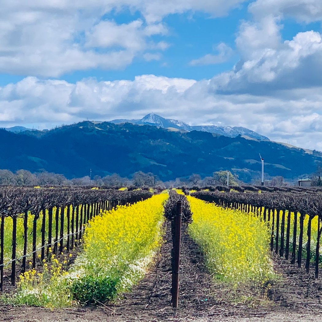 Alexander Valley AVA 1
