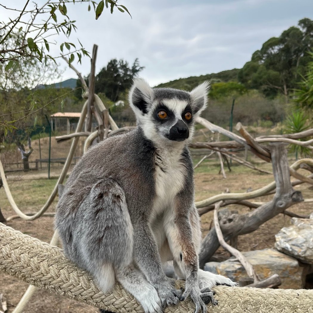 Corsica Zoo 2