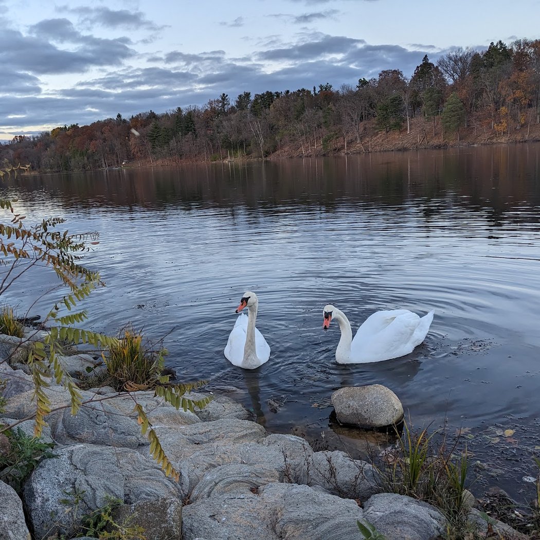 Meet Your Parks with Natural Area Preservation: Waterfowl Walk 1