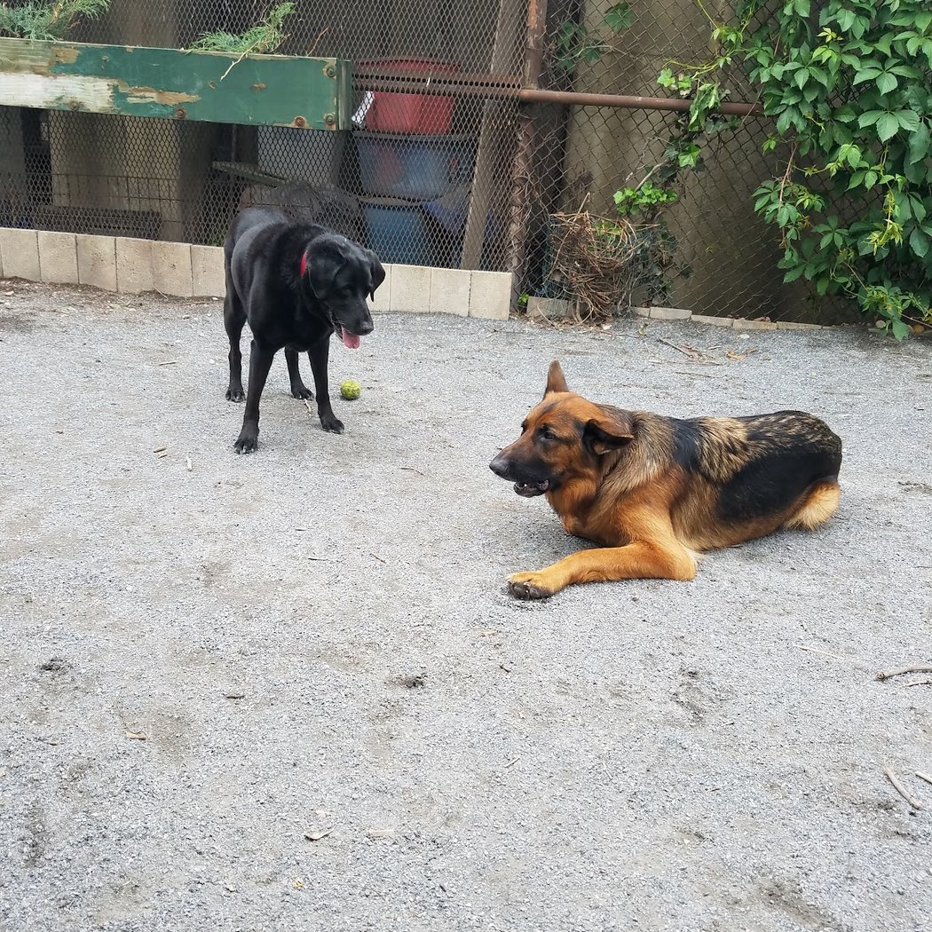 Astro's Community Dog Run 3