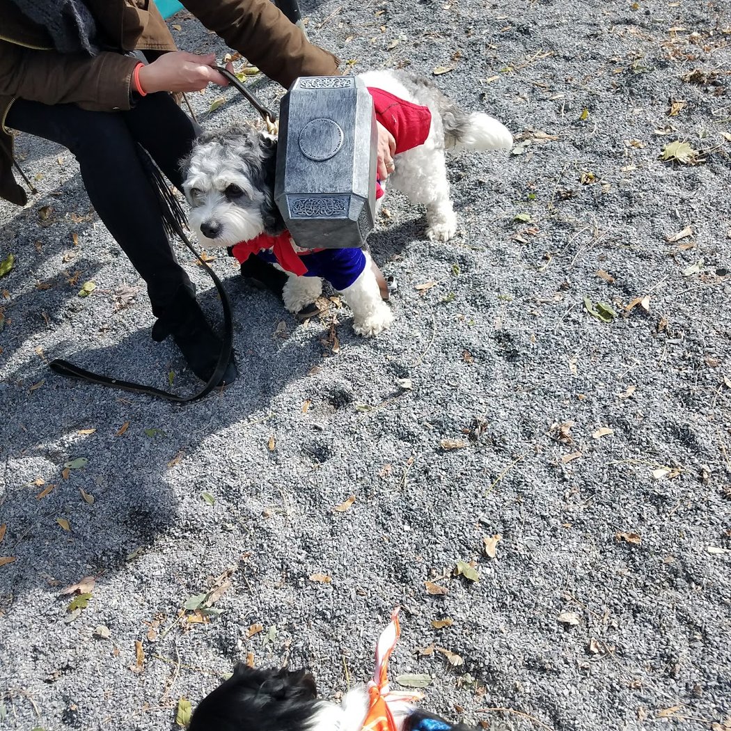 Bark Park - Off-Leash Dog Run for Members Only 1