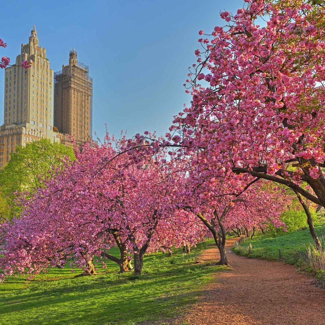 Allée of Kwanzan Cherry Blossom Trees🌳 1