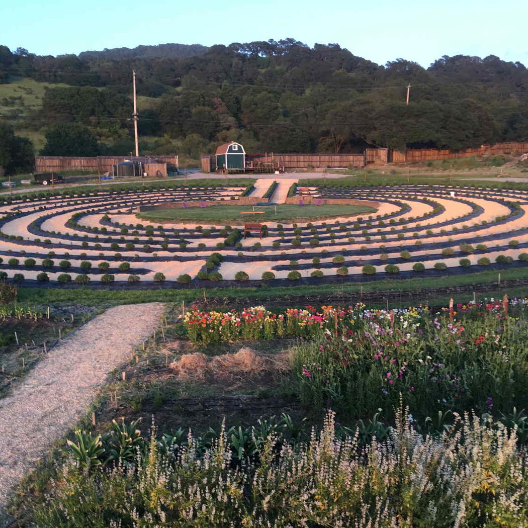 Lavender Bloom Evening 2