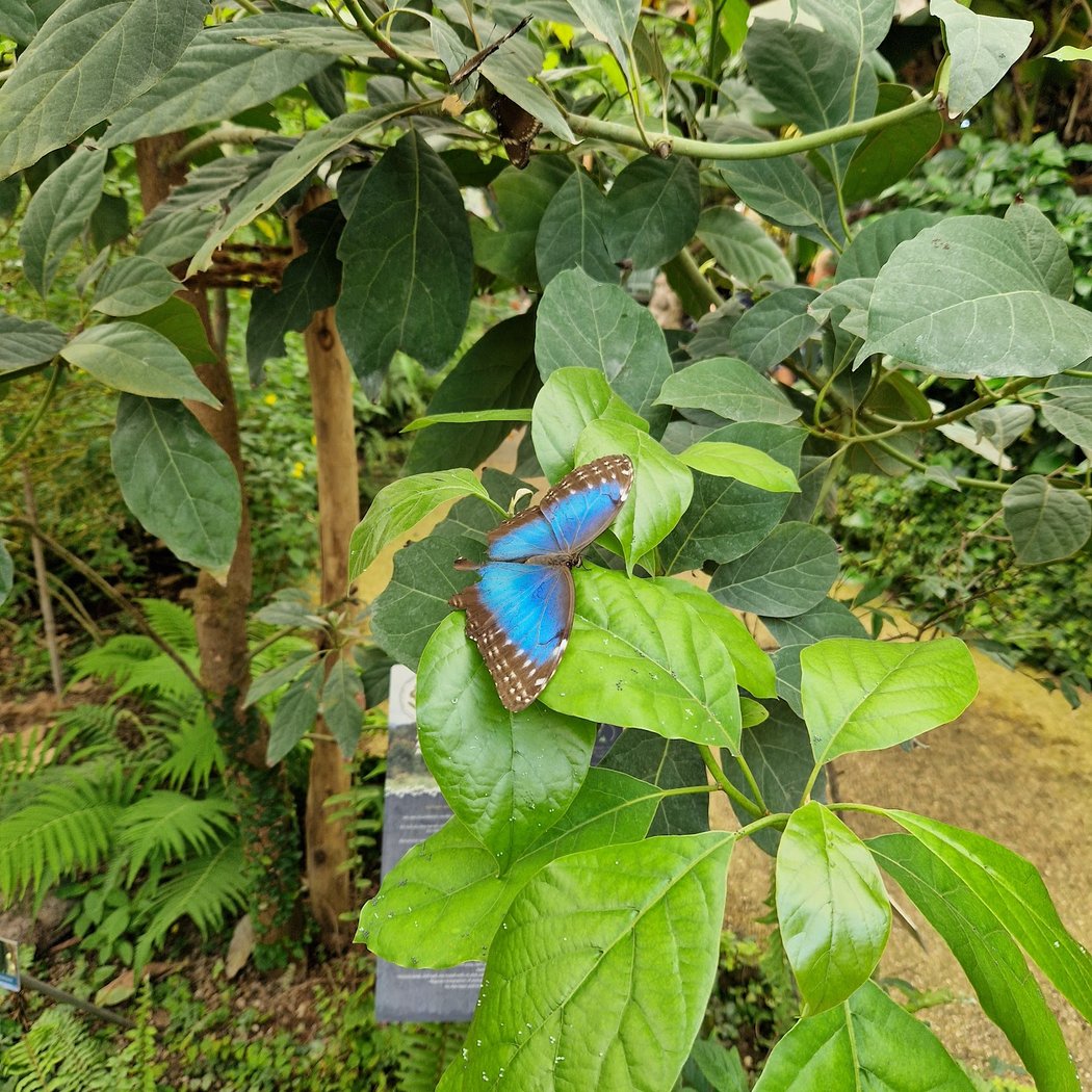 Papiliorama - Nocturama 1