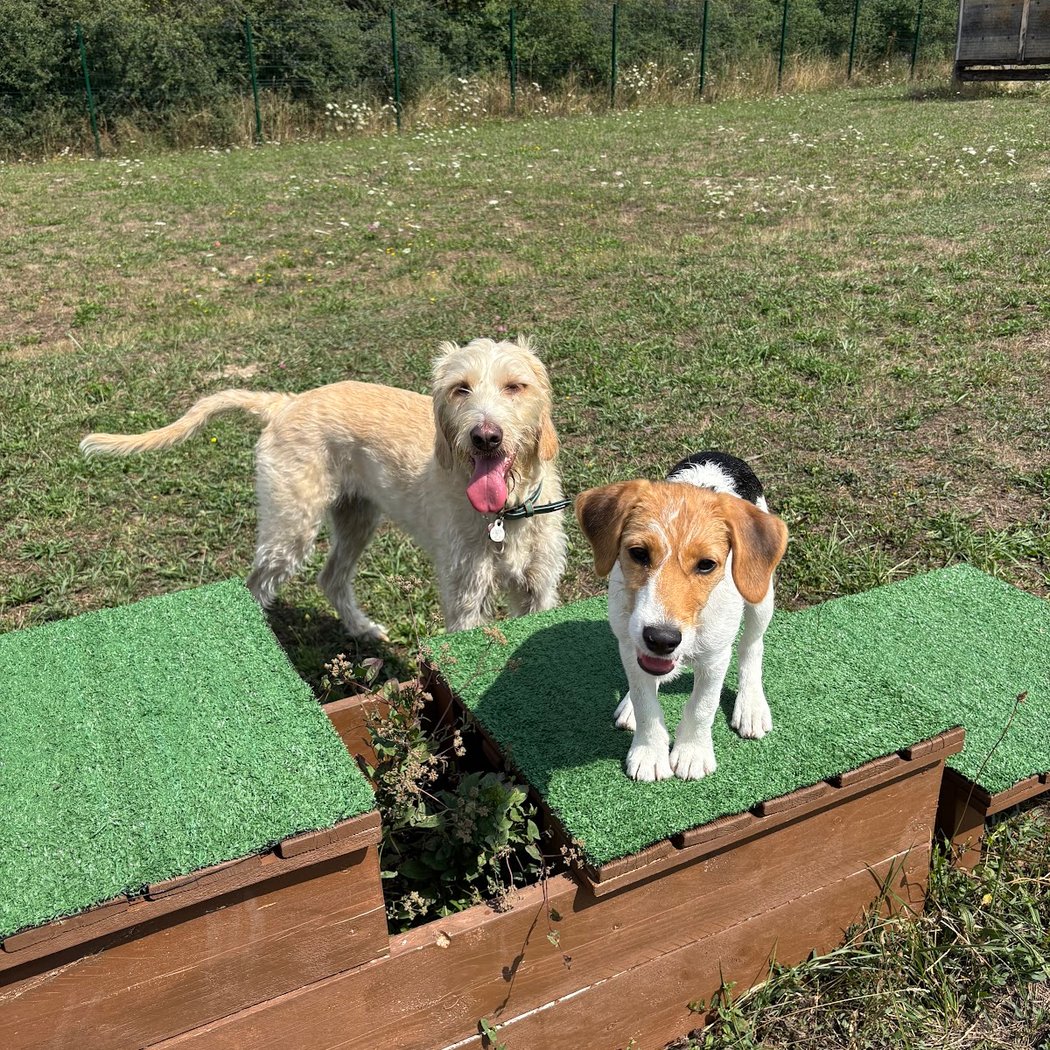 Doggy Parc 42 3