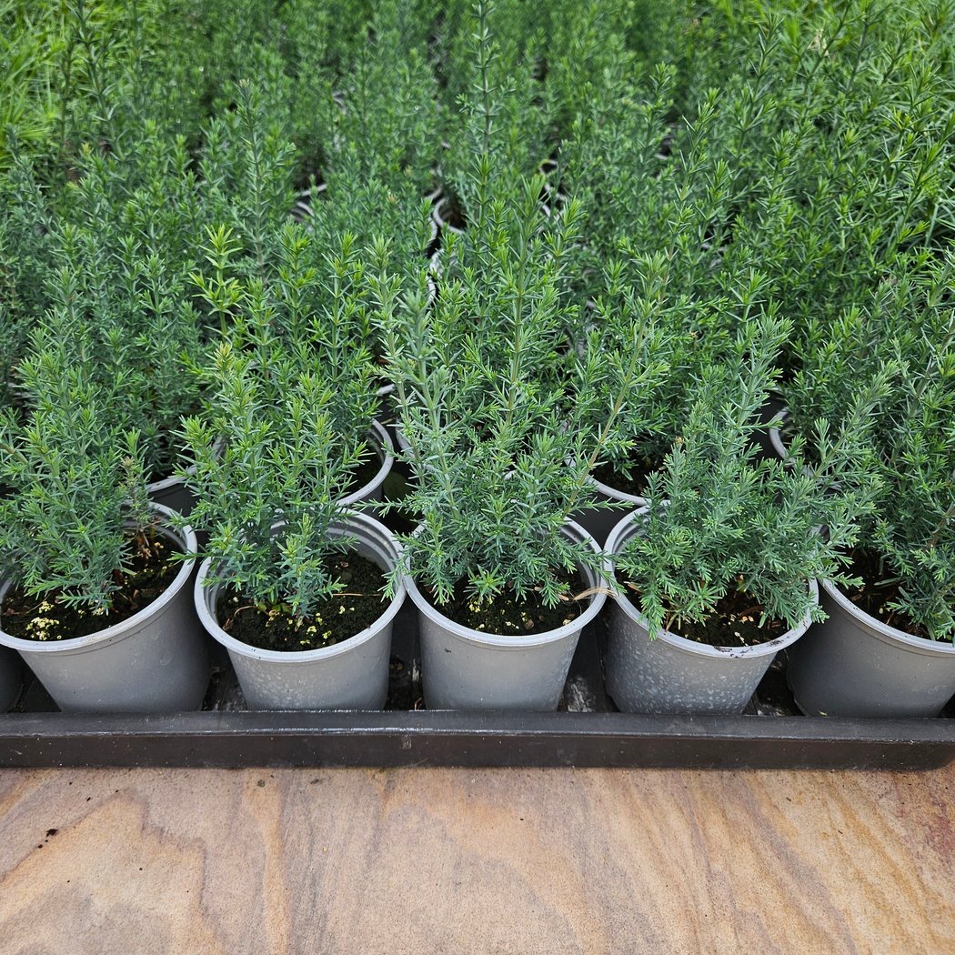 Native Plants Nursery Care Day 1