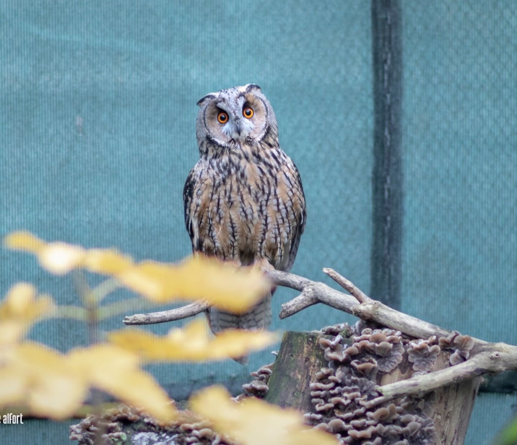 Faune Alfort 2