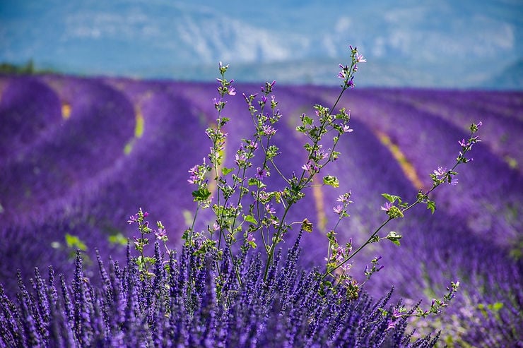 Lavender Fields 1