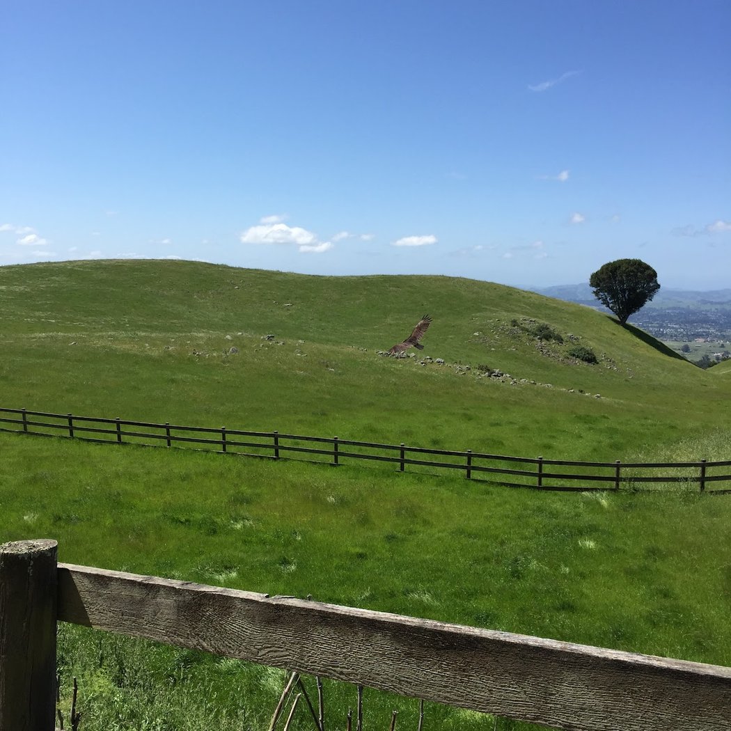 Sonoma Mountain 3