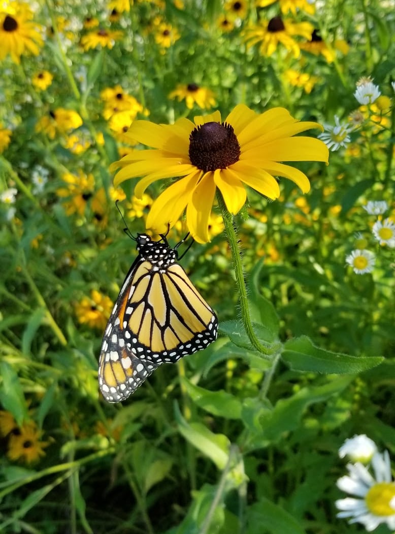 Oakland Lake Wildflower Meadow 1