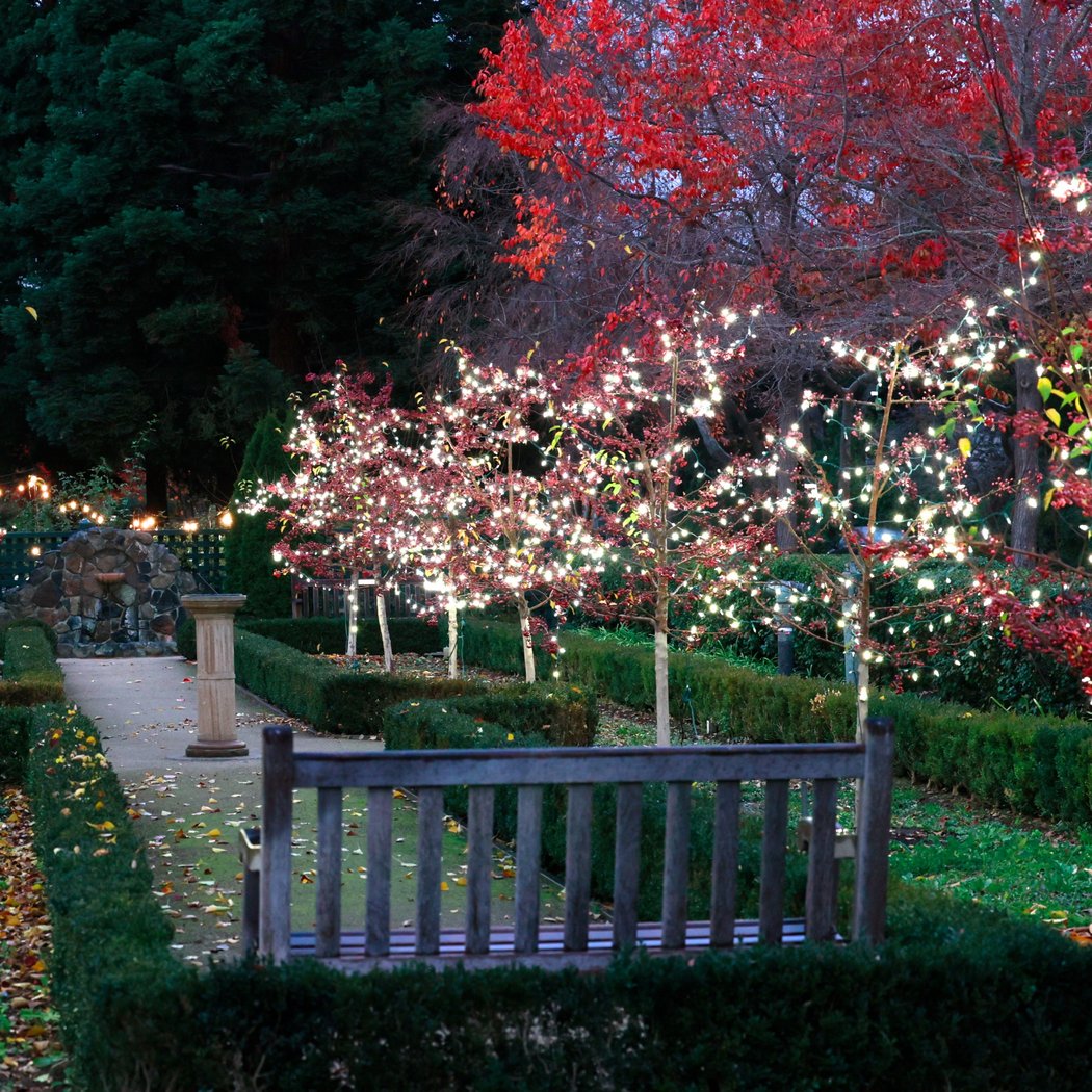 Lights in the Garden 1