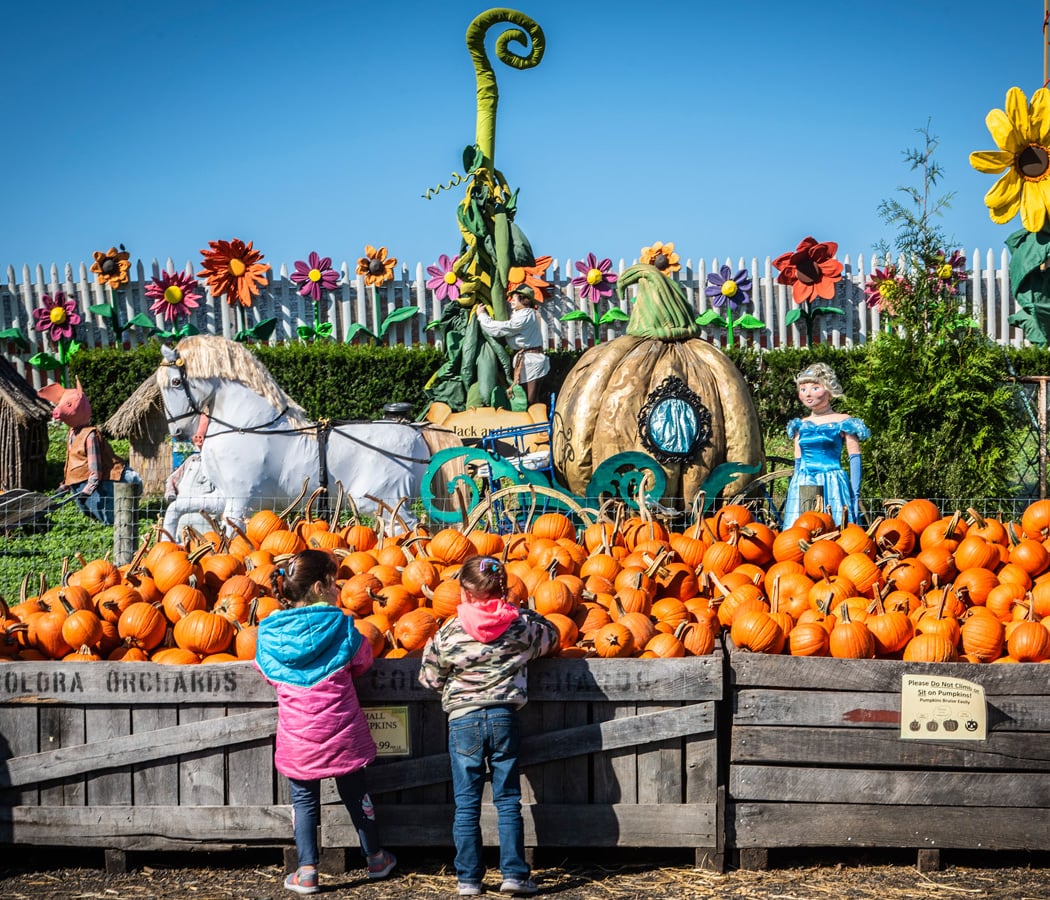 Pumpkinland