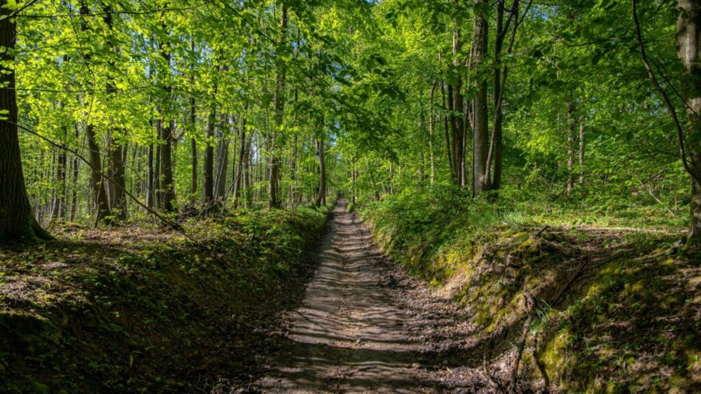 Forêt de Montmorency 3