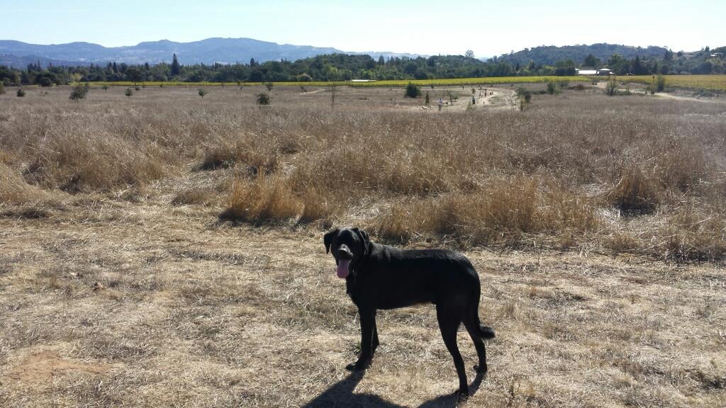 Alston Park Off-Leash Dog Area 2