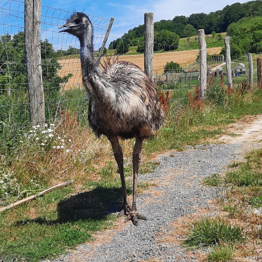 L'Autruche Rieuse 2