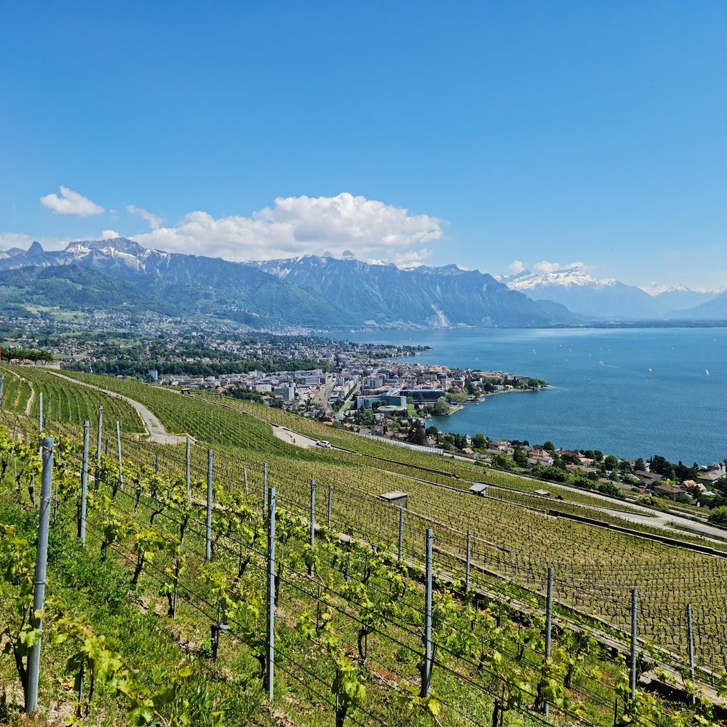 Terrasses viticoles de Lavaux - Cully 2