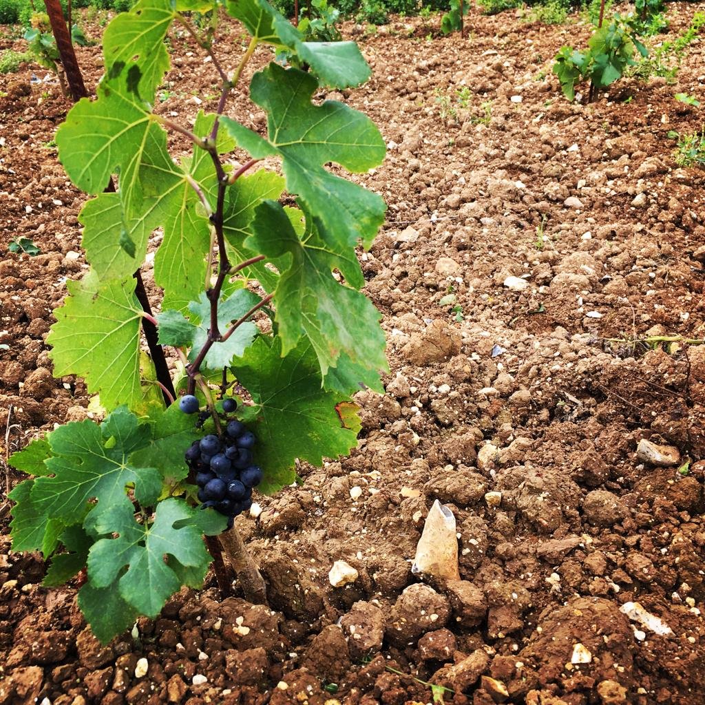 Vignoble des Voeux - Martin Ebersbach 3