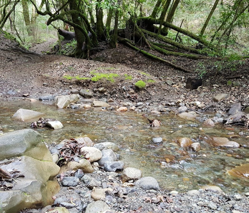 Grizzly Flat Trail 2