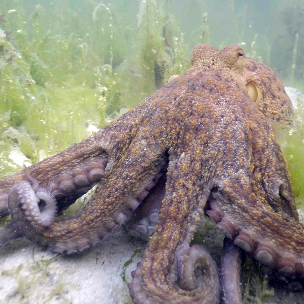 13 Hours to Survive: Trapped at Low Tide 1