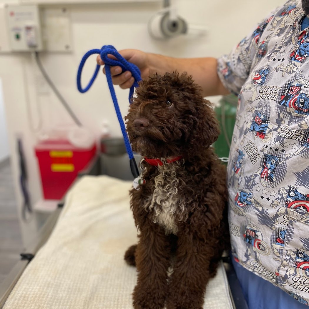 San Anselmo Animal Hospital 3