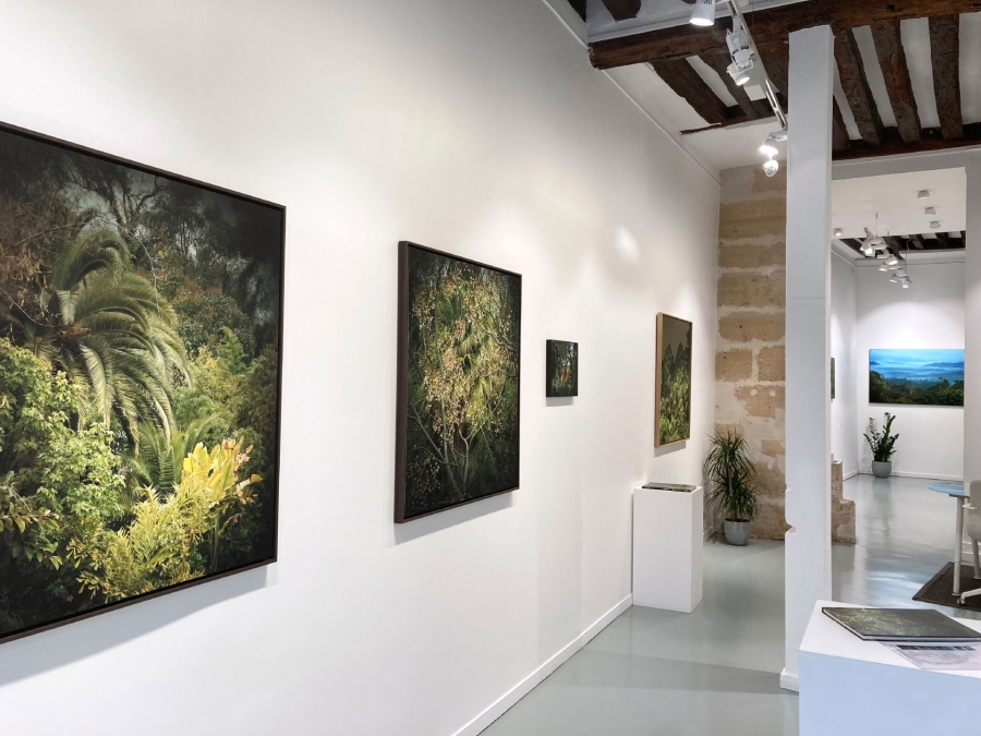 JUNGLES 1