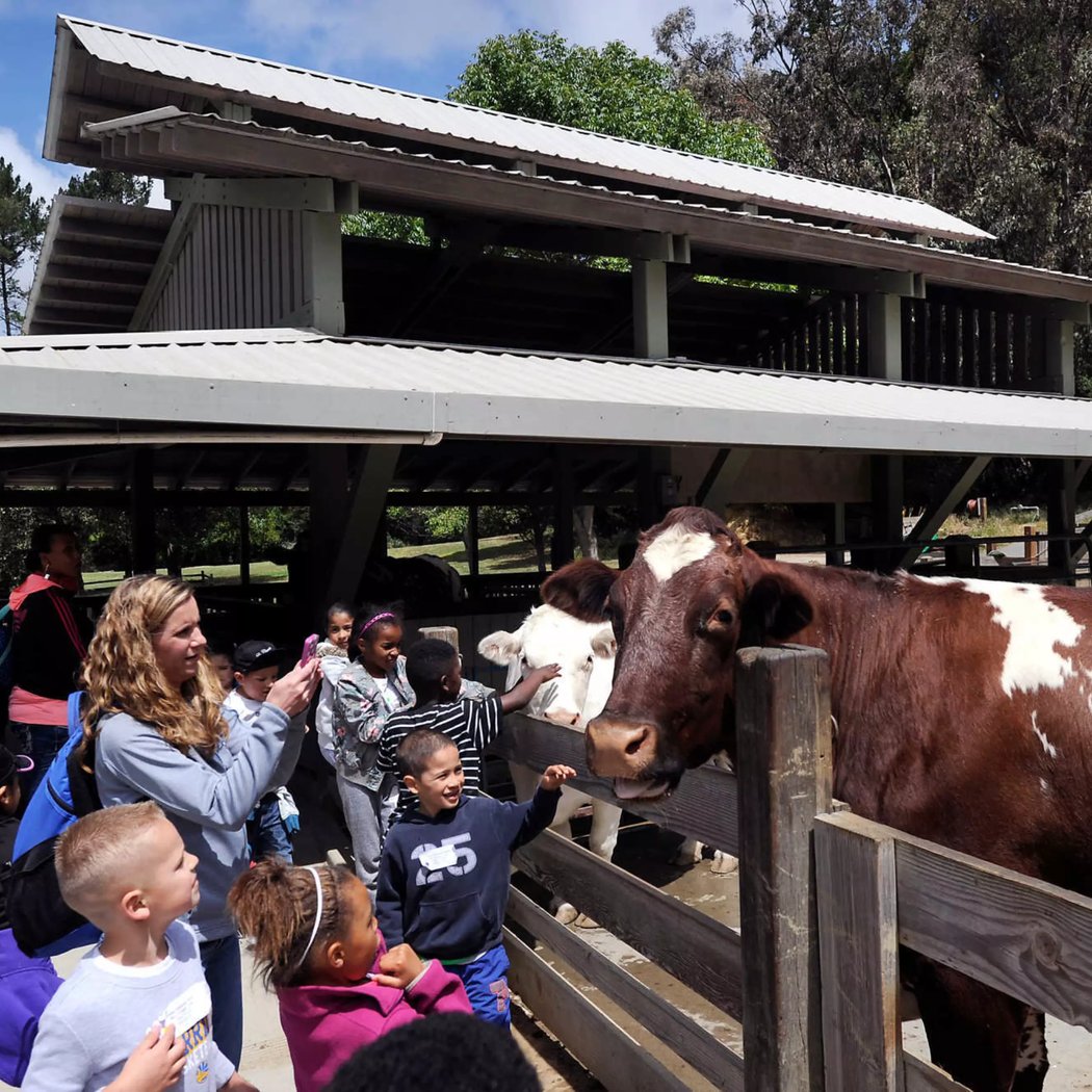 Tilden Little Farm 1