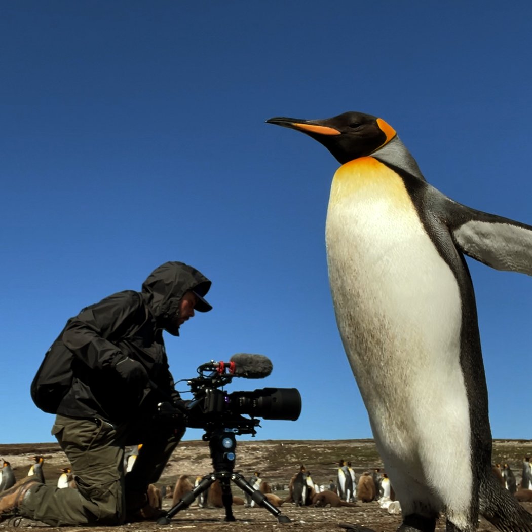 Penguins of the Point 1