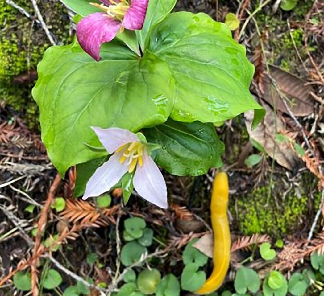 Earth Day BioBlitz 2