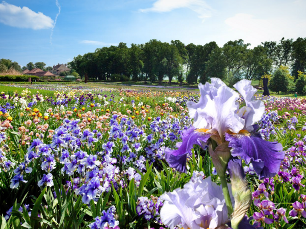 Château de Vullierens -Jardins des Iris 1