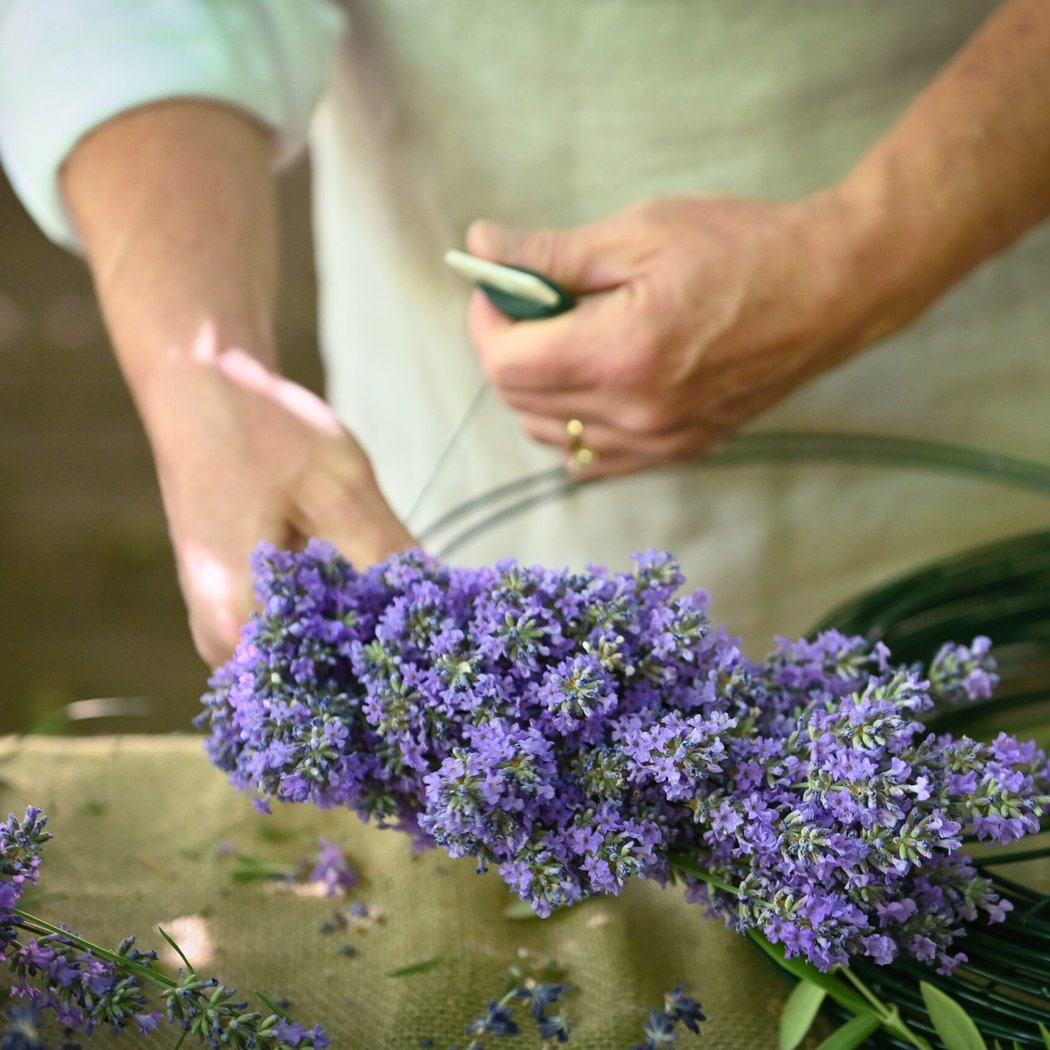 3rd Annual Santa Rita Hills Lavender Festival 3
