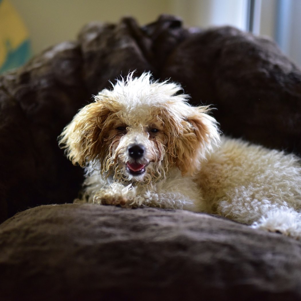 Paws Crossing Pet Resort & Spa 3