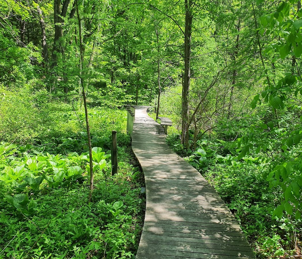 Afternoon Birding Stroll 1
