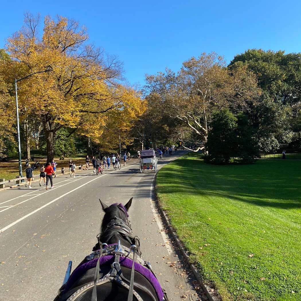 NYC Central Park Horse Carriage Rides since 1858 3