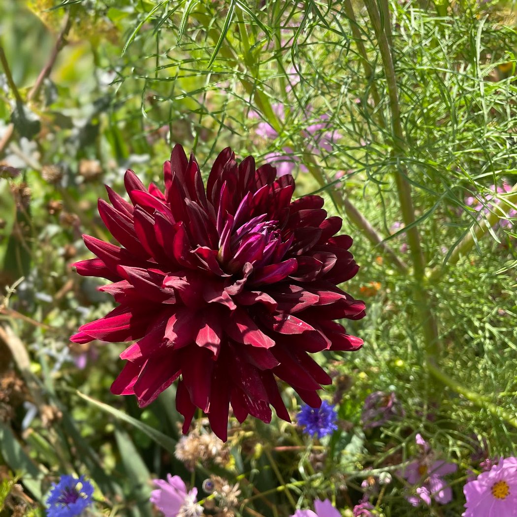 City of American Canyon Community Garden 2
