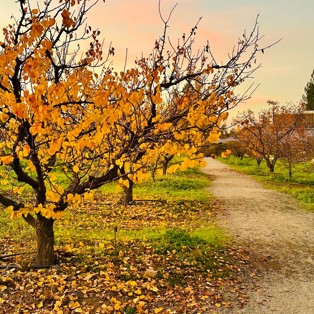 Heritage Orchard and Saratoga Civic Center Event 1