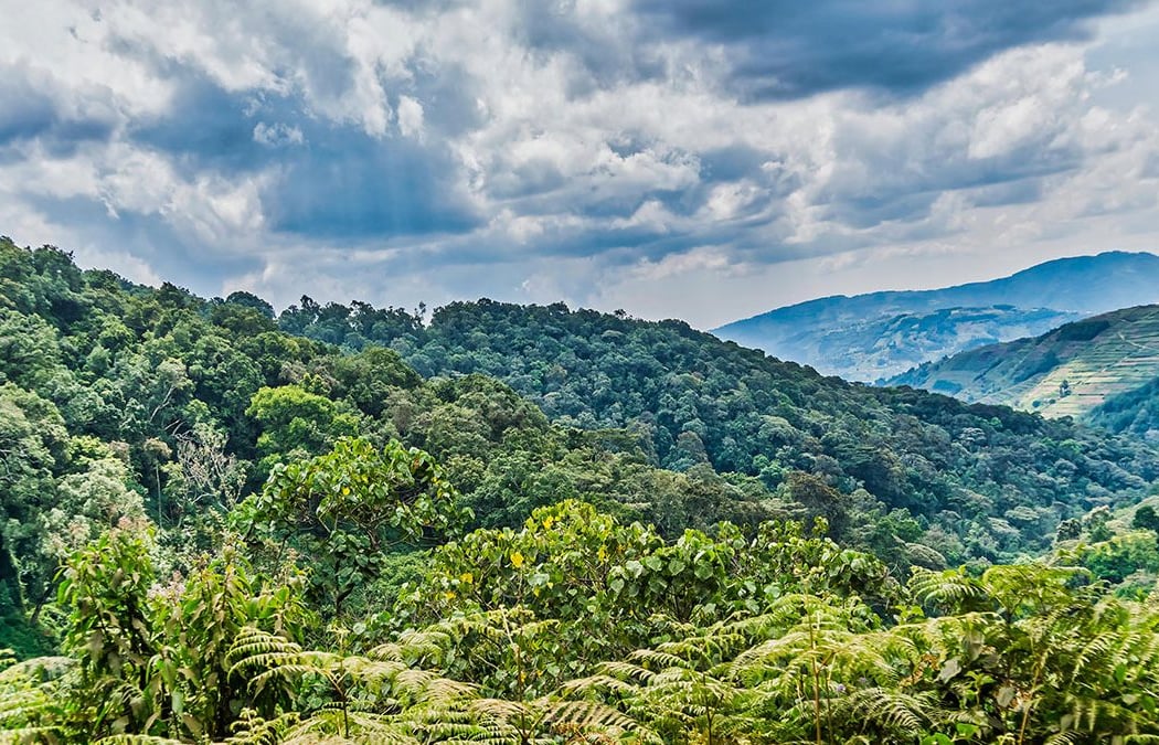 Bwindi Impenetrable Forest 2