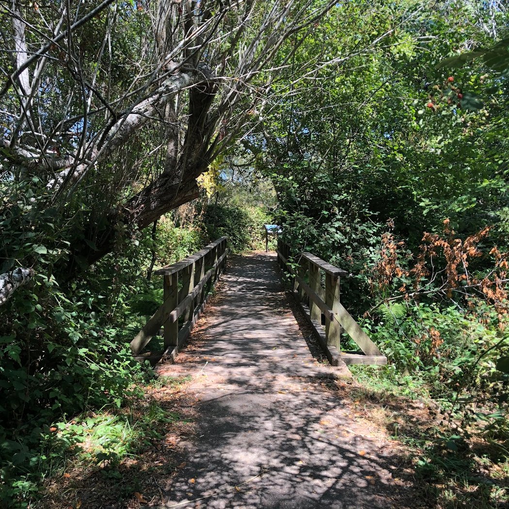 Listening to Trees: A Spinning Time into Form Walk 3
