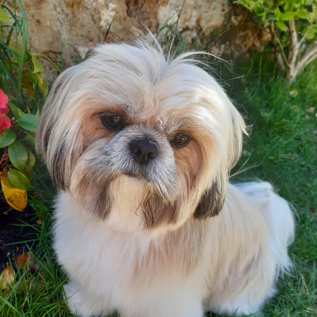 Snob Dog Marseille 3