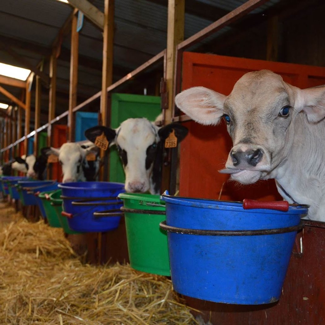 Visite guidée à la ferme 1