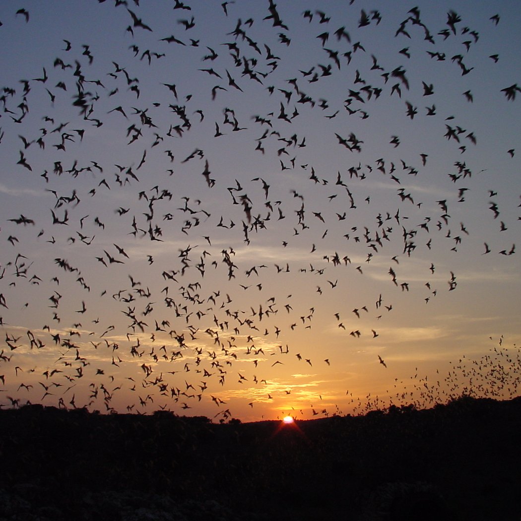 Teen Bat Crawl 1
