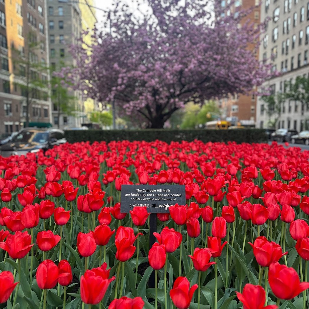 Carnegie Hill Neighbors 1