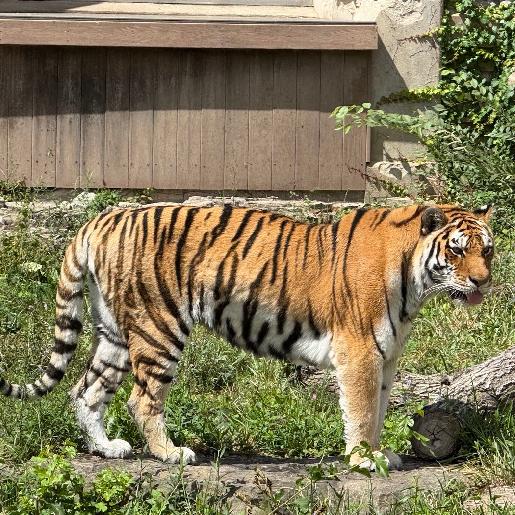 The Buffalo Zoo 1