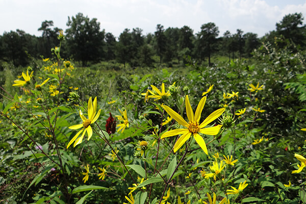 Wildflower Walk 1